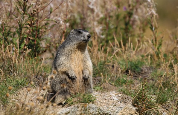 Marmotta