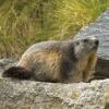 Marmotta 