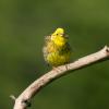 Zigolo giallo