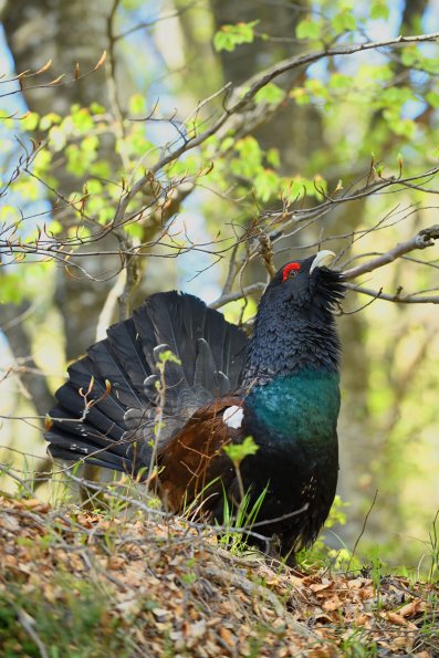 Gallo cedrone