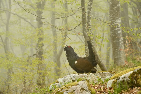 Gallo cedrone