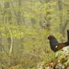 Gallo cedrone