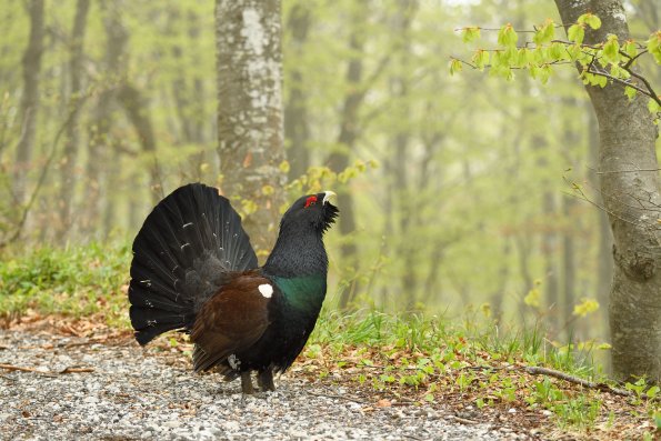 Gallo cedrone