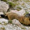 Marmotta