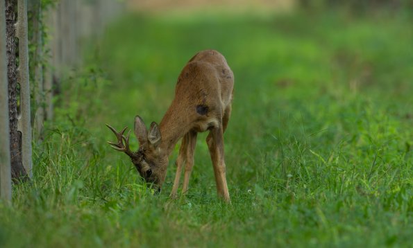 Capriolo