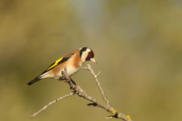 Cardellino