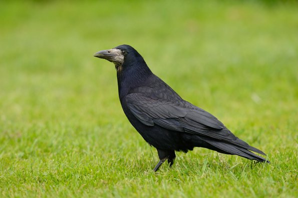 Corvo comune o Corvo nero