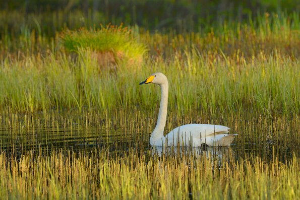 Cigno selvatico