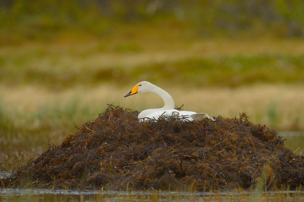 Cigno selvatico