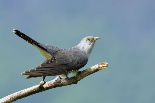 Cuculo