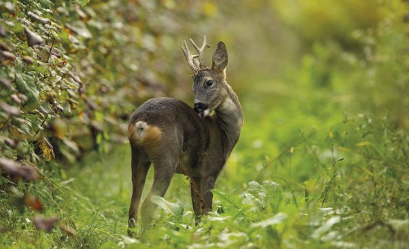 Capriolo 