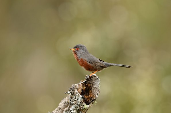 Magnanina comune