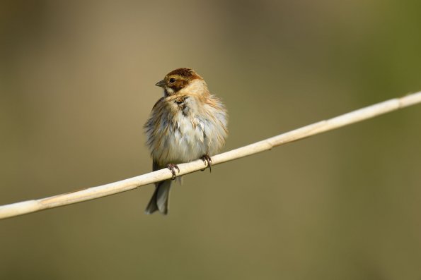 Migliarino di palude