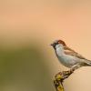 Passera oltremontana