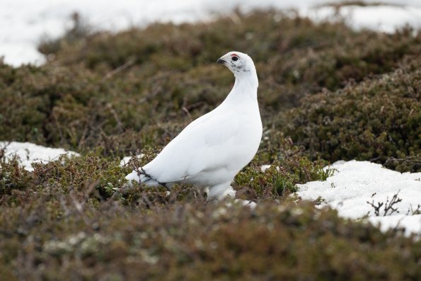 Pernice bianca nordica 