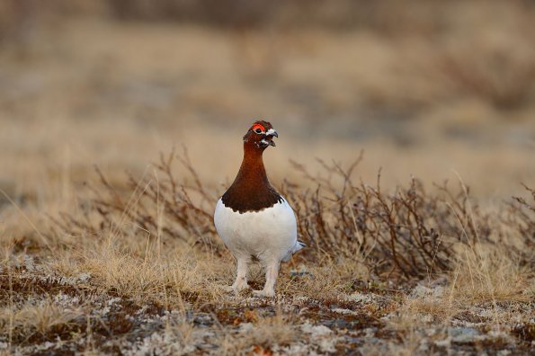 Pernice bianca nordica