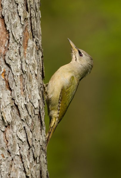 Picchio cenerino 
