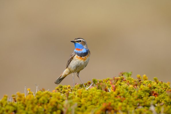 Pettazzurro