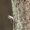 Rampichino alpestre 