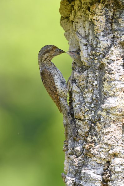 Torcicollo