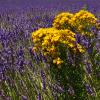 Lavanda
