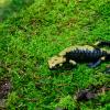 Salamandra di Aurora