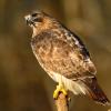 Red-tailed hawk