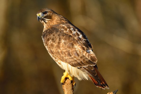 Red-tailed hawk