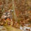 Red-tailed hawk