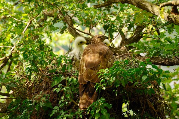 Falco pecchiaiolo