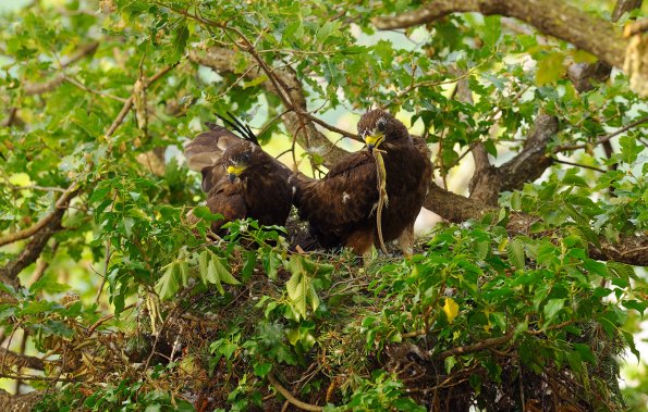 Falco pecchiaiolo