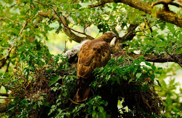 Falco pecchiaiolo