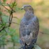 Falco pecchiaiolo