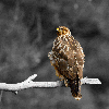 Poiana
