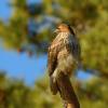 Red-tailed hawk 