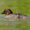 Quattrocchi
