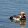 Anseriformes