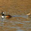 Hooded merganser