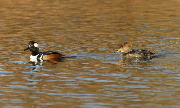 Hooded merganser