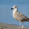 Laridae