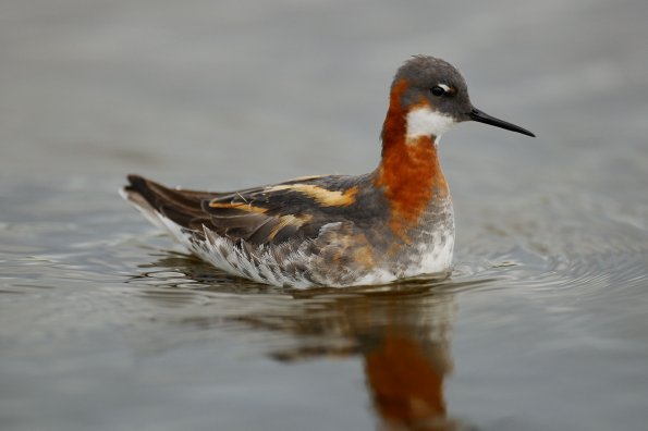 Falaropo beccosottile