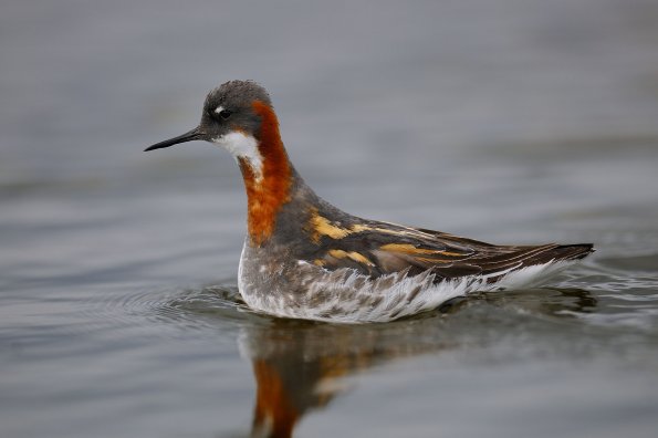 Falaropo beccosottile