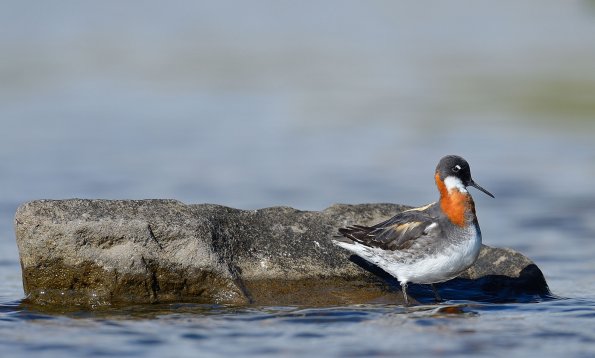 Falaropo beccosottile