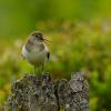 Piro-piro piccolo