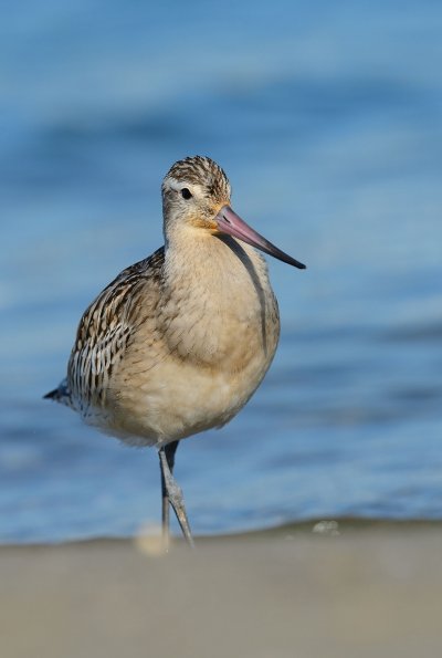 Pittima minore