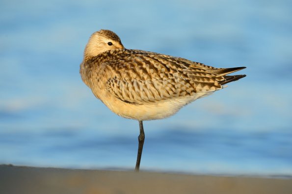Pittima minore 