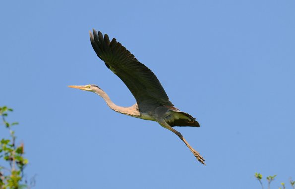 Airone cenerino