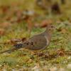 Mourning dove