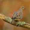 Columbiformes