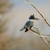 Belted kingfisher